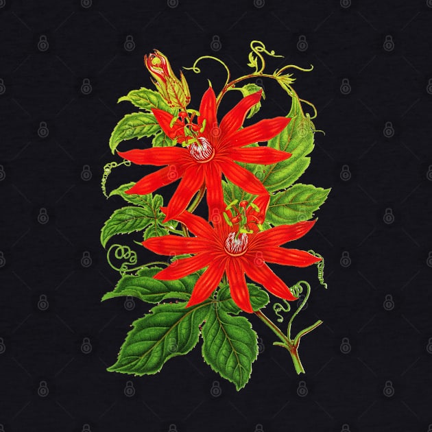 Passiflora vitifolia - Botanical Illustration by chimakingthings